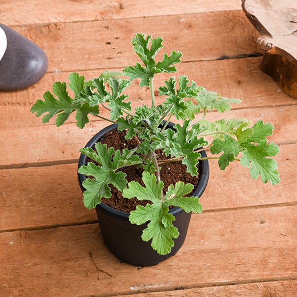 Citronella - 5" Pot