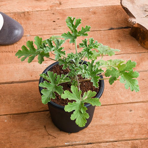 Citronella - 5" Pot