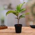 Croton Gold Dust - 8" Pot