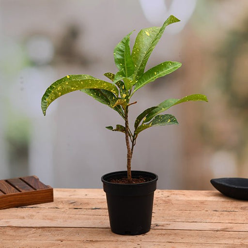 Croton Gold Dust - 8" Pot
