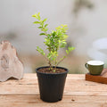 Golden Duranta - 5" Pot