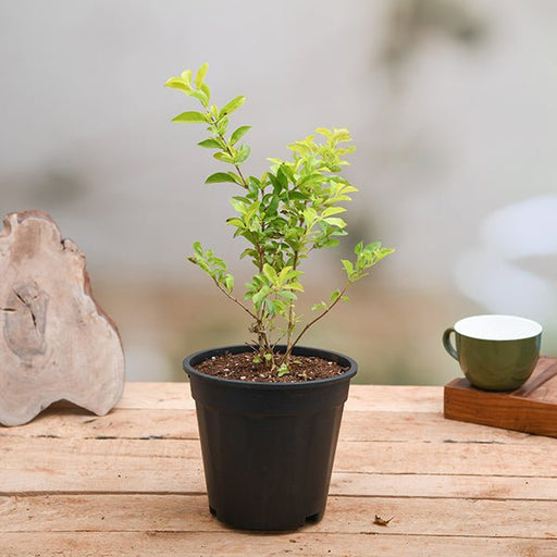 Golden Duranta - 5" Pot