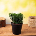 Devil's Backbone Cream - 5" Pot