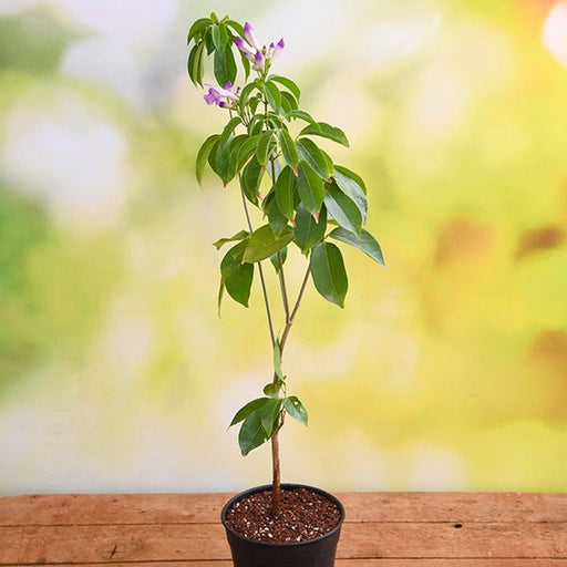 Garlic Creeper - 7" Pot
