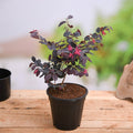 Loropetalum Red - 5" Pot
