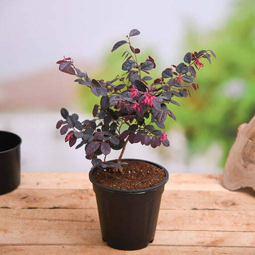 Loropetalum Red - 5" Pot