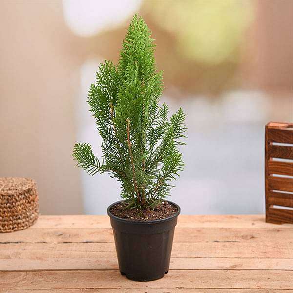 Morpankhi - 6" Pot
