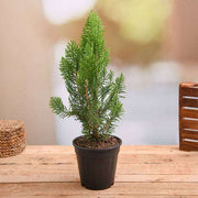 Morpankhi - 12" Pot