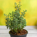 Sweet Marjoram - 5" Pot