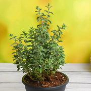 Sweet Marjoram - 5" Pot