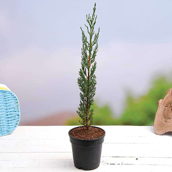 Cypress - 5" Grow bag