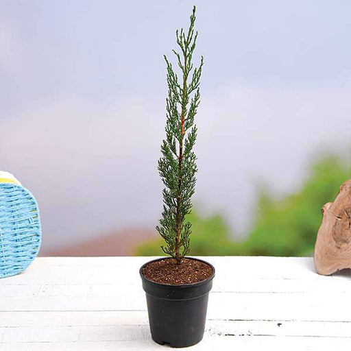 Cypress - 5" Grow bag