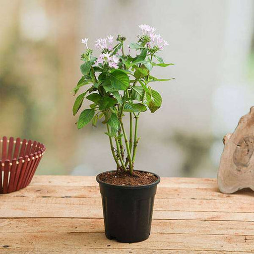 Pentas Pink - 5" Pot