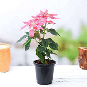 Poinsettia Pink - 6" Pot