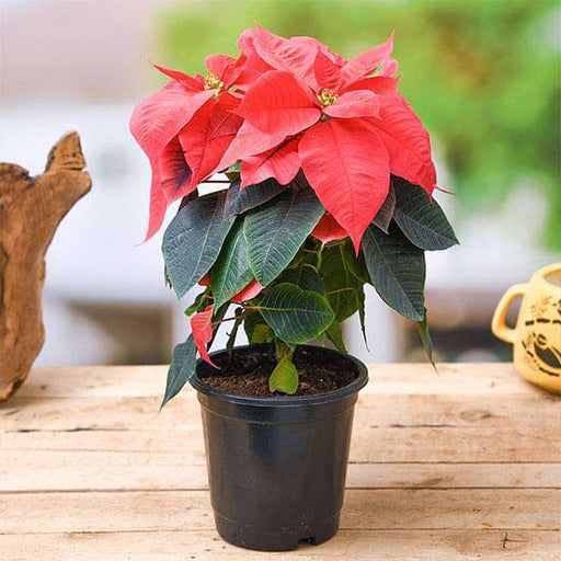 Poinsettia Red - 6" Pot