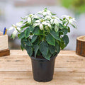 Poinsettia White - 6" Pot