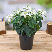 Poinsettia White - 6" Pot