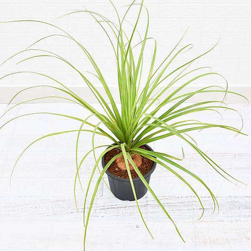 Pony Tail Palm - 5" Pot