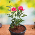 Rose Pink - 8" Pot