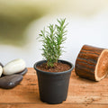 Rosemary - 5" Pot