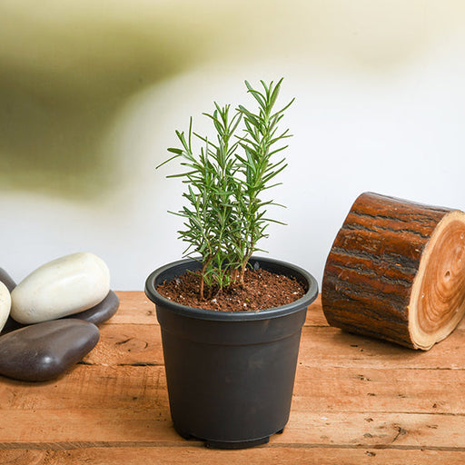 Rosemary - 5" Pot
