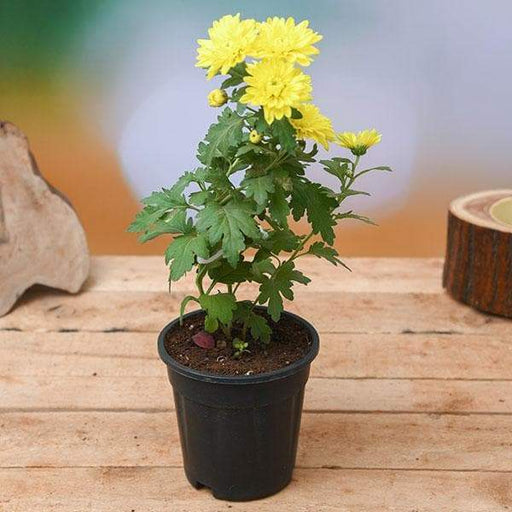 Chrysanthemum Yellow - 5" Pot