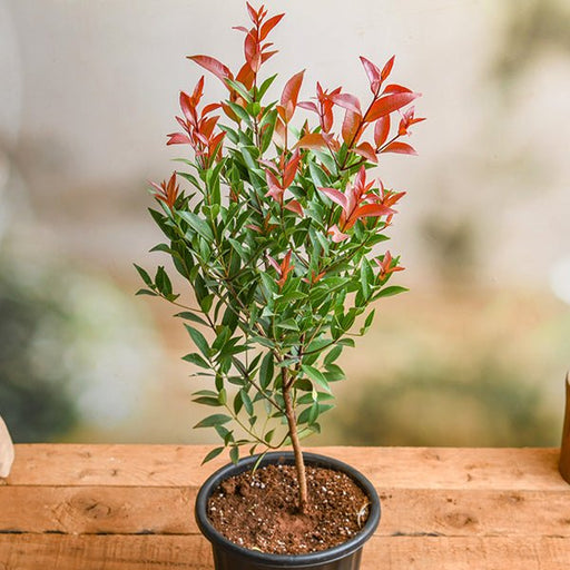Syzygium Campanulatum Chrisina - 10" Grow bag