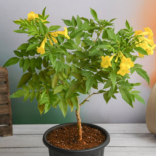 Yellow Elder Yellow - 5" Pot