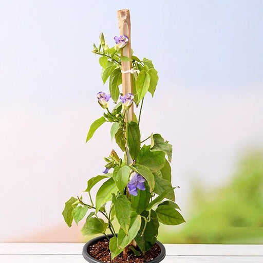 Thunbergia Laurifolia Blue - 10" Grow bag