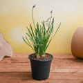 Tulbaghia Fragrans - 5" Pot