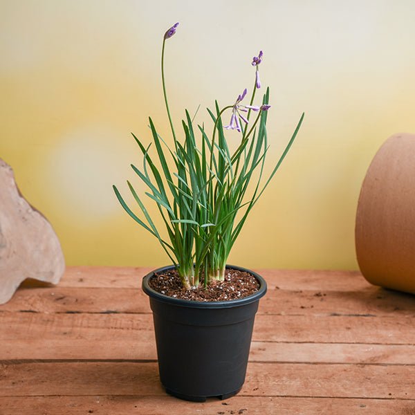 Tulbaghia Fragrans - 5" Pot