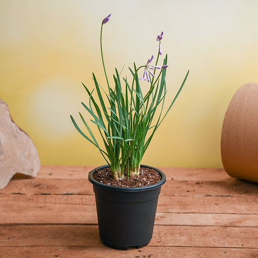 Tulbaghia Fragrans - 5" Pot