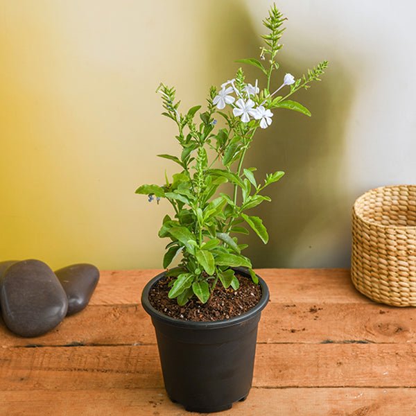 Plumbago White - 5" Pot