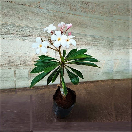 Plumeria White - 10" Grow bag