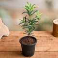 Podocarpus Macrophyllus - 5" Pot