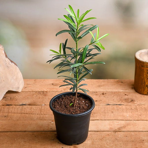 Podocarpus Macrophyllus - 5" Pot