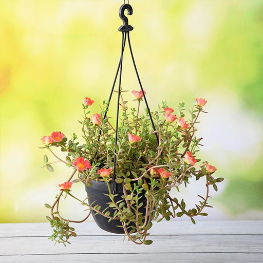 Portulaca Orange - 8" Hanging basket