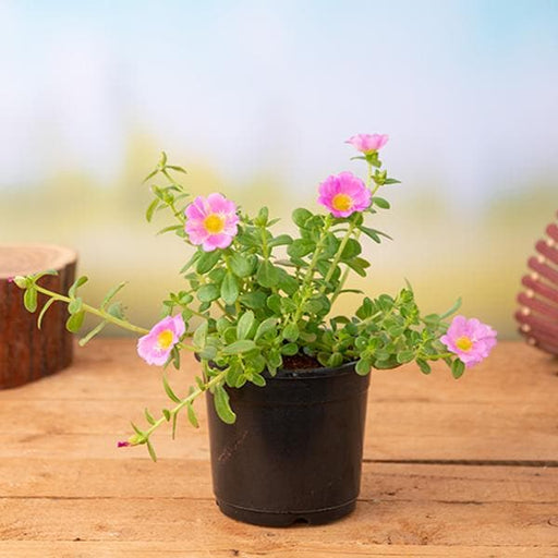 Portulaca 10 O'Clock Pink - 5" Pot