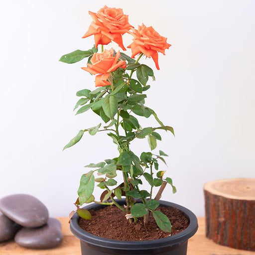 Rose Orange - 8" Pot
