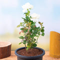 Rose White - 8" Pot