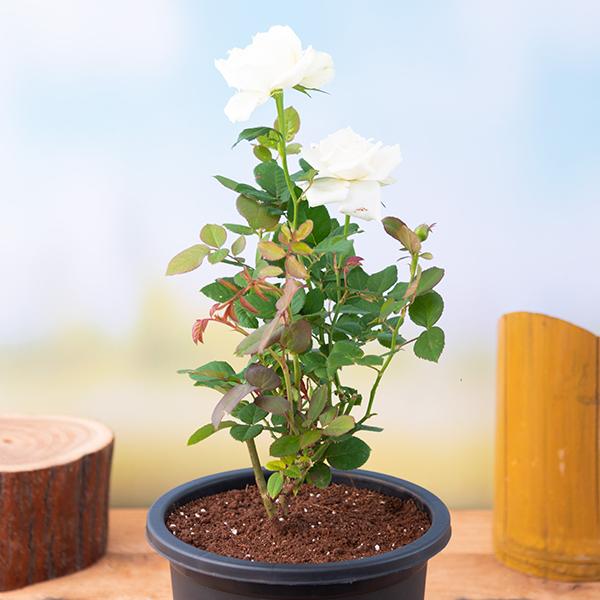 Rose White - 8" Pot