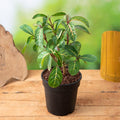 Sanchezia - 5" Pot