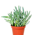 Senecio serpens - Succulent - 3" Pot