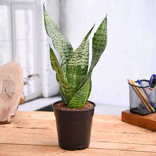 Snake Plant Sansevieria zeylanica - 8" Pot