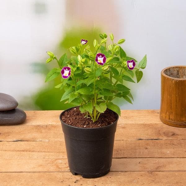 Wishbone Flower Purple - 6" Pot