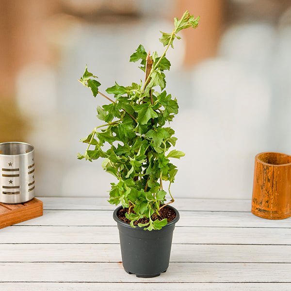 Wedelia - 5" Pot