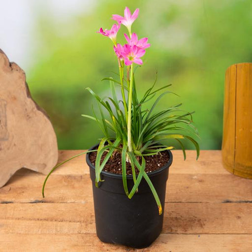 Rain Lily - 5" Pot