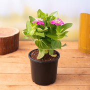 Zinnia Mixed - 5" Pot