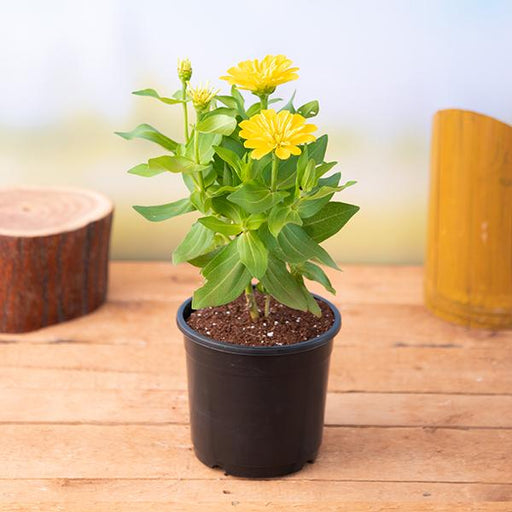 Zinnia Yellow - 6" Pot