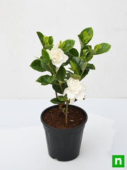 Gardenia - 8" Pot